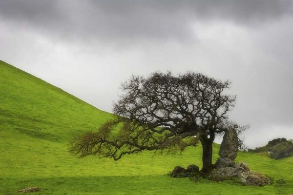 California An oak stands alone under clouds